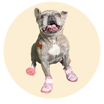 Layla, a Frenchie