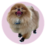 Luna, a Pomeranian