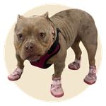 Meatball, a American Bully