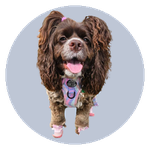 Millie, a Cocker Spaniel