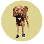 Milo, a Goldendoodle