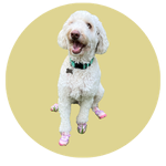 Nora, a Australian Labradoodle