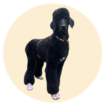 Norman, a Standard Poodle