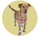 Piper, a Labrador