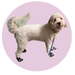 Riley, a Mini Goldendoodle