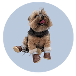 Roxie, a Yorkie Mix
