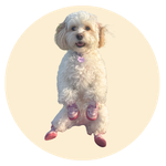 Stassi, a Cavachon