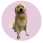 Theo, a Golden Retriever