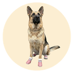 Waffles, a German Shepherd