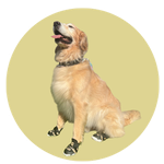 Zeus, a Golden Retriever
